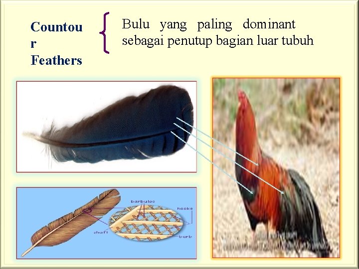 Countou r Feathers Bulu yang paling dominant sebagai penutup bagian luar tubuh 