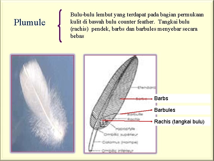 Plumule Bulu-bulu lembut yang terdapat pada bagian permukaan kulit di bawah bulu counter feather.