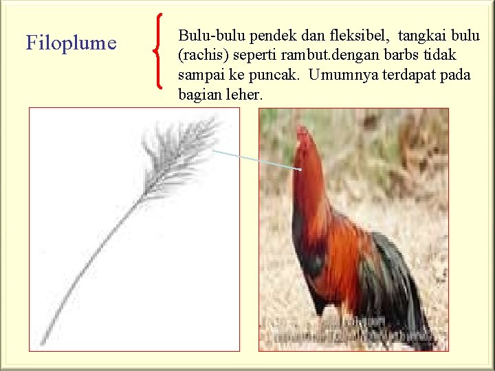 Filoplume Bulu-bulu pendek dan fleksibel, tangkai bulu (rachis) seperti rambut. dengan barbs tidak sampai