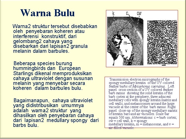 Warna Bulu Warna 2 struktur tersebut disebabkan oleh penyebaran koheren atau interferensi konstruktif, dari