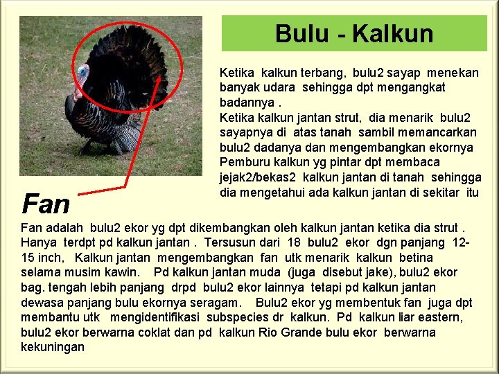 Bulu - Kalkun Fan Ketika kalkun terbang, bulu 2 sayap menekan banyak udara sehingga