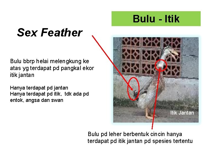 Bulu - Itik Sex Feather Bulu bbrp helai melengkung ke atas yg terdapat pd