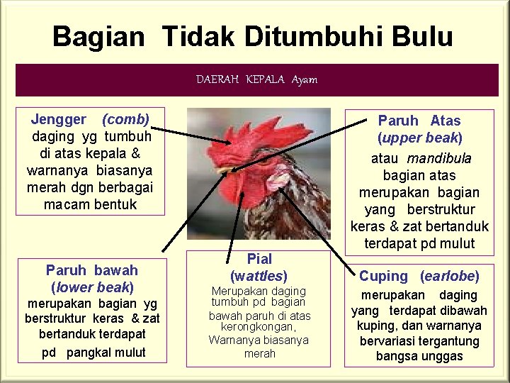 Bagian Tidak Ditumbuhi Bulu DAERAH KEPALA Ayam Jengger (comb) daging yg tumbuh di atas