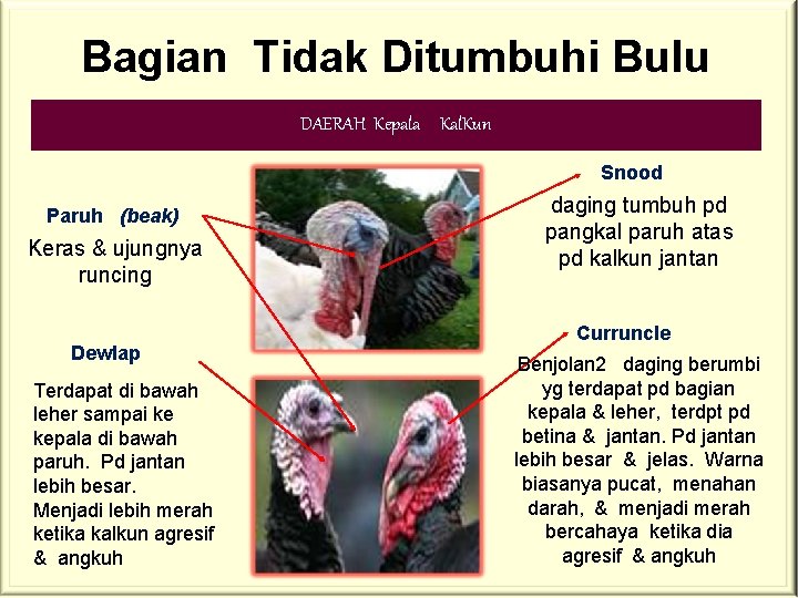 Bagian Tidak Ditumbuhi Bulu DAERAH Kepala Kal. Kun Snood Paruh (beak) Keras & ujungnya