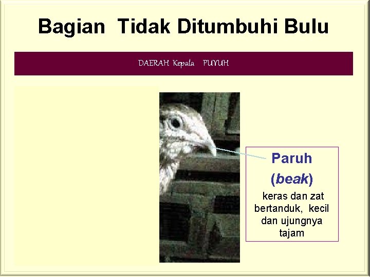 Bagian Tidak Ditumbuhi Bulu DAERAH Kepala PUYUH Paruh (beak) keras dan zat bertanduk, kecil