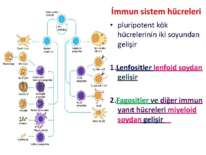 İmmun sistem hücreleri • pluripotent kök hücrelerinin iki soyundan gelişir 1. Lenfositler lenfoid soydan