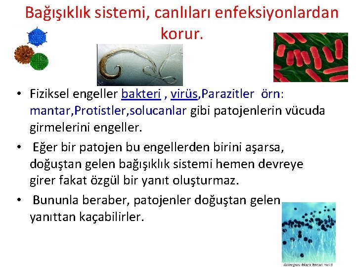 Bağışıklık sistemi, canlıları enfeksiyonlardan korur. • Fiziksel engeller bakteri , virüs, Parazitler örn: mantar,