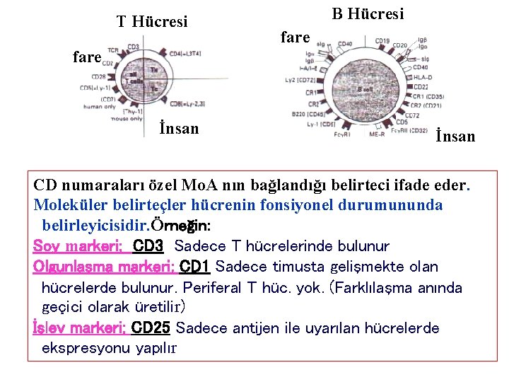T Hücresi B Hücresi fare İnsan CD numaraları özel Mo. A nın bağlandığı belirteci