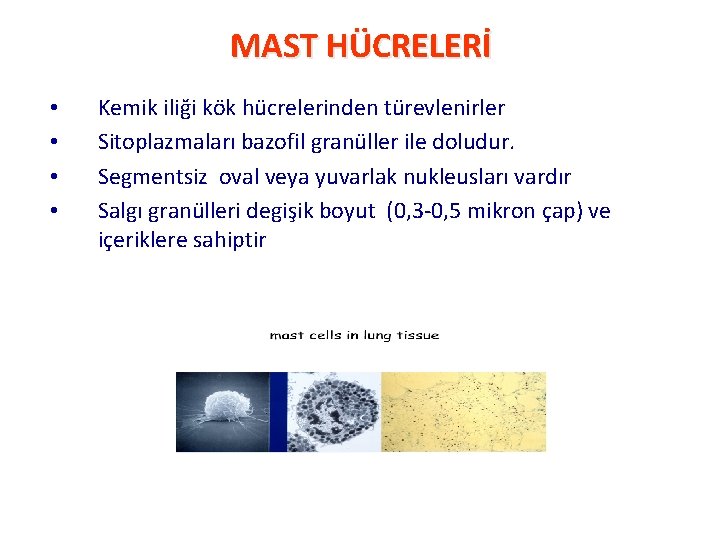 MAST HÜCRELERİ • • Kemik iliği kök hücrelerinden türevlenirler Sitoplazmaları bazofil granüller ile doludur.