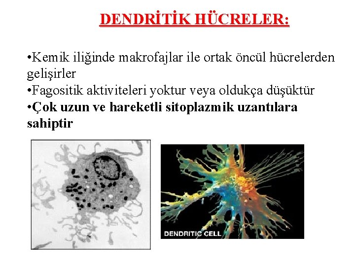 DENDRİTİK HÜCRELER: • Kemik iliğinde makrofajlar ile ortak öncül hücrelerden gelişirler • Fagositik aktiviteleri