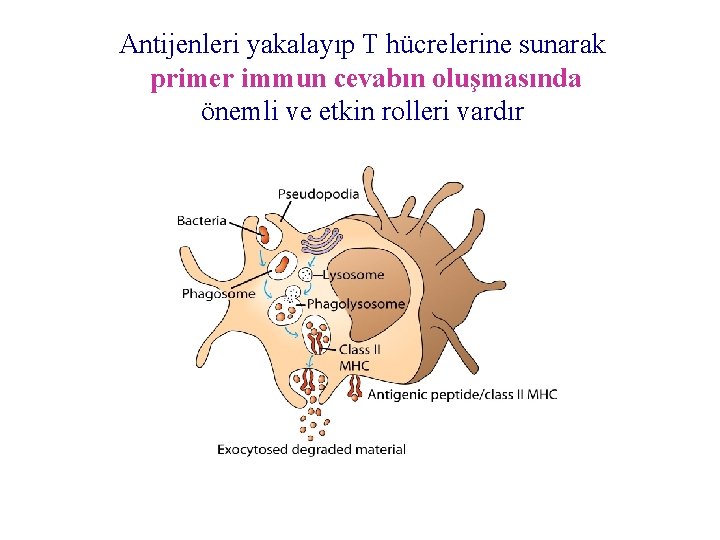 Antijenleri yakalayıp T hücrelerine sunarak primer immun cevabın oluşmasında önemli ve etkin rolleri vardır