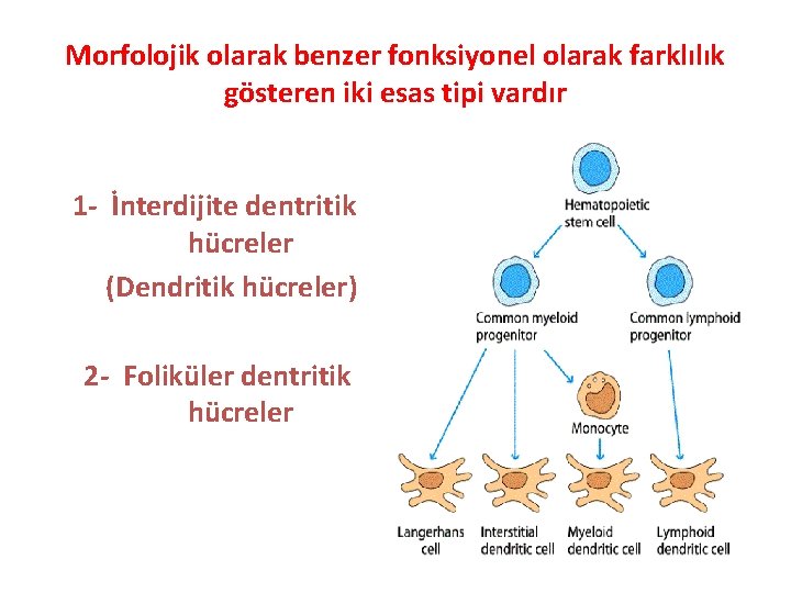 Morfolojik olarak benzer fonksiyonel olarak farklılık gösteren iki esas tipi vardır 1 - İnterdijite