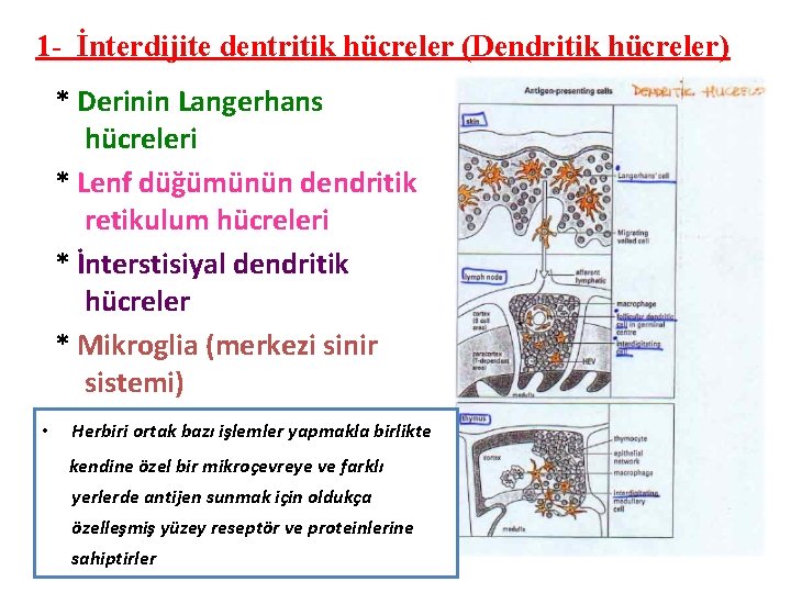 1 - İnterdijite dentritik hücreler (Dendritik hücreler) * Derinin Langerhans hücreleri * Lenf düğümünün