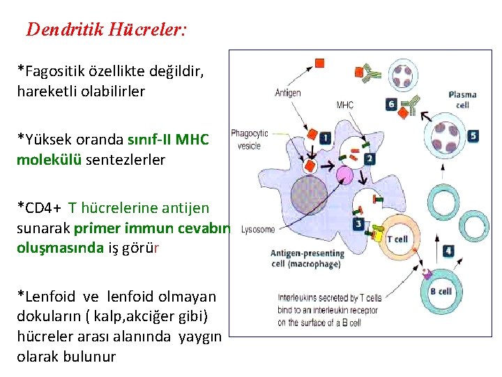 Dendritik Hücreler: *Fagositik özellikte değildir, hareketli olabilirler *Yüksek oranda sınıf-II MHC molekülü sentezlerler *CD
