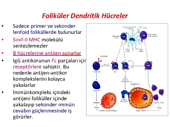 Foliküler Dendritik Hücreler • • • Sadece primer ve sekonder lenfoid foliküllerde bulunurlar Sınıf-II