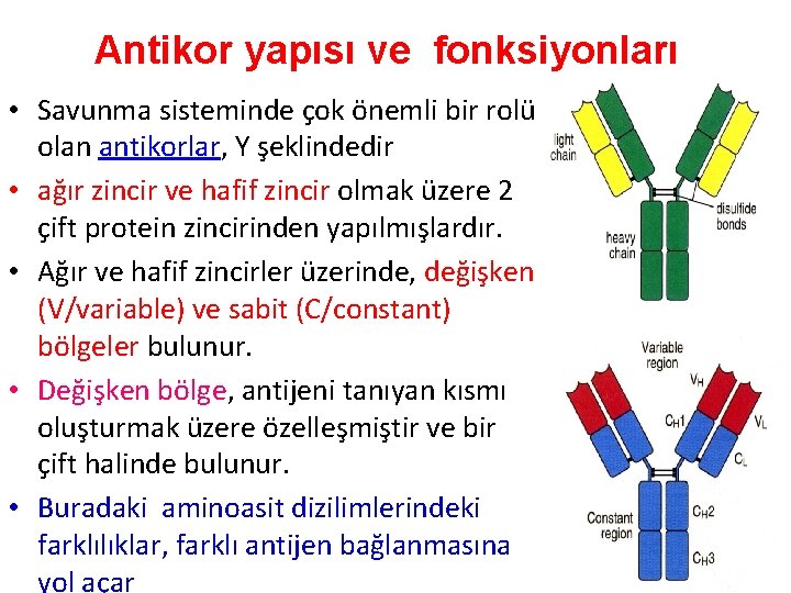 Antikor yapısı ve fonksiyonları • Savunma sisteminde çok önemli bir rolü olan antikorlar, Y