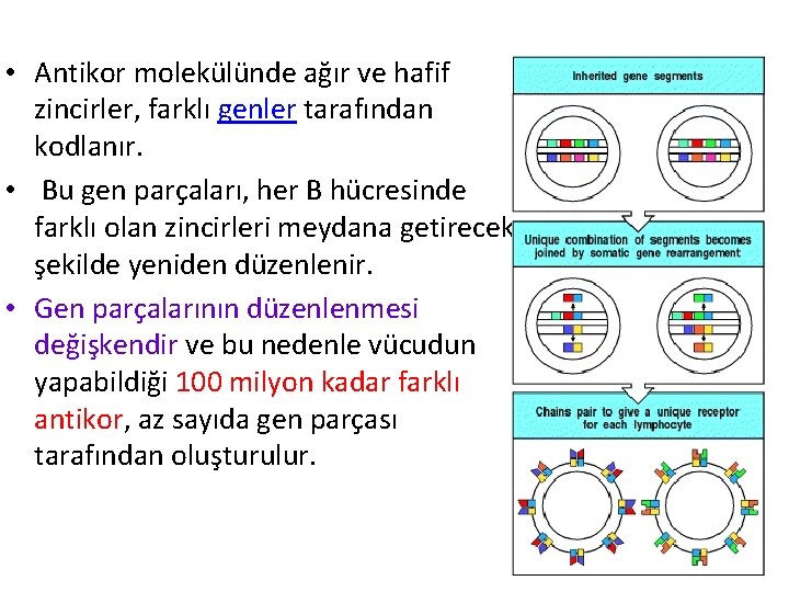  • Antikor molekülünde ağır ve hafif zincirler, farklı genler tarafından kodlanır. • Bu