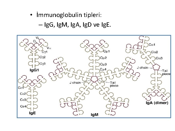  • İmmunoglobulin tipleri: – Ig. G, Ig. M, Ig. A, Ig. D ve