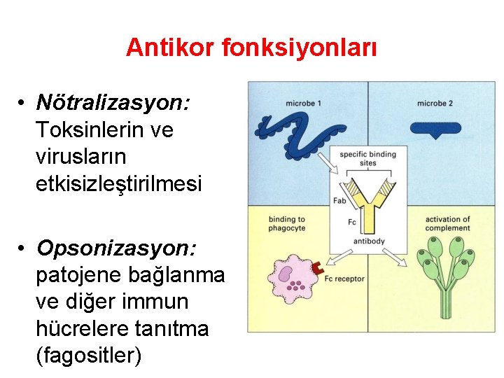 Antikor fonksiyonları • Nötralizasyon: Toksinlerin ve virusların etkisizleştirilmesi • Opsonizasyon: patojene bağlanma ve diğer