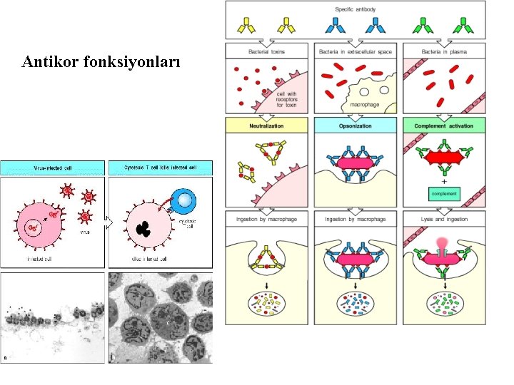 Antikor fonksiyonları 