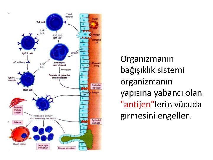 Organizmanın bağışıklık sistemi organizmanın yapısına yabancı olan "antijen"lerin vücuda girmesini engeller. 