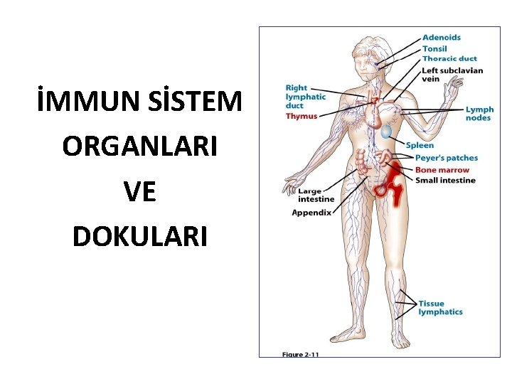 İMMUN SİSTEM ORGANLARI VE DOKULARI 