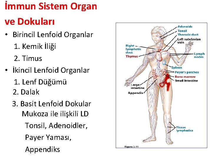 İmmun Sistem Organ ve Dokuları • Birincil Lenfoid Organlar 1. Kemik İliği 2. Timus