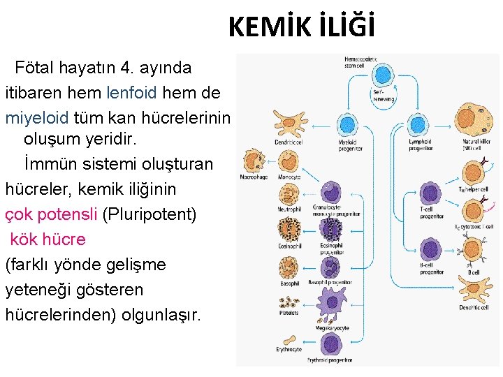 KEMİK İLİĞİ Fötal hayatın 4. ayında itibaren hem lenfoid hem de miyeloid tüm kan