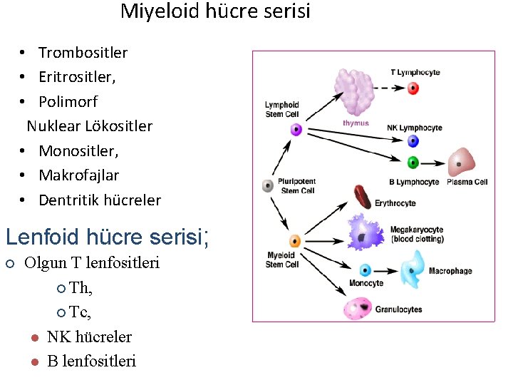 Miyeloid hücre serisi • Trombositler • Eritrositler, • Polimorf Nuklear Lökositler • Monositler, •