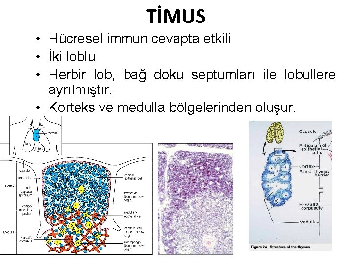 TİMUS • Hücresel immun cevapta etkili • İki loblu • Herbir lob, bağ doku