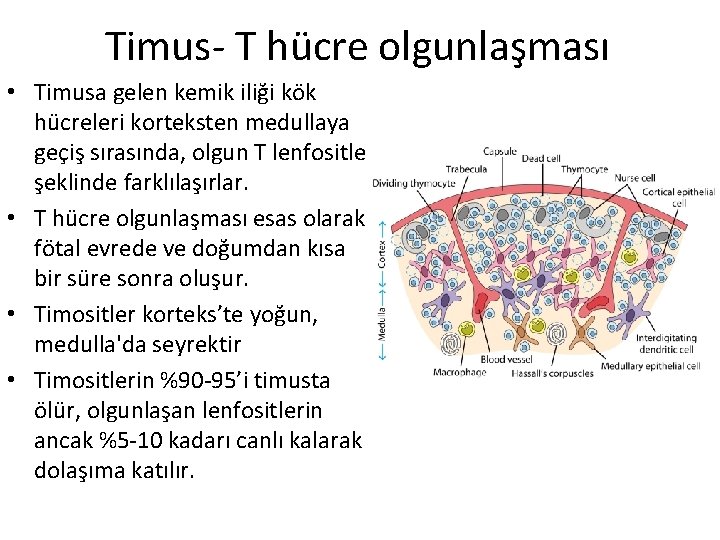 Timus- T hücre olgunlaşması • Timusa gelen kemik iliği kök hücreleri korteksten medullaya geçiş