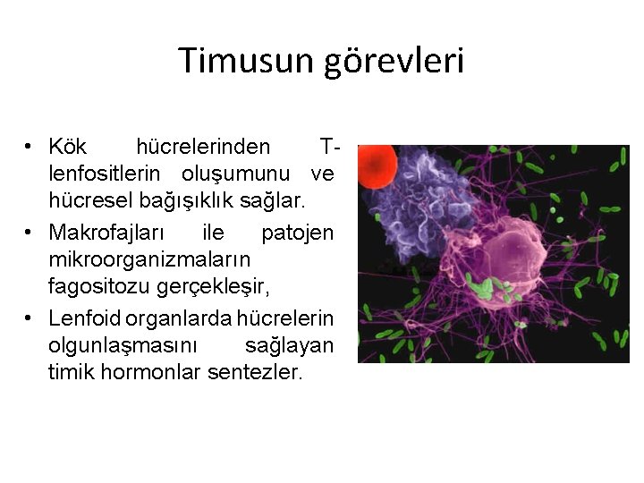 Timusun görevleri • Kök hücrelerinden Tlenfositlerin oluşumunu ve hücresel bağışıklık sağlar. • Makrofajları ile