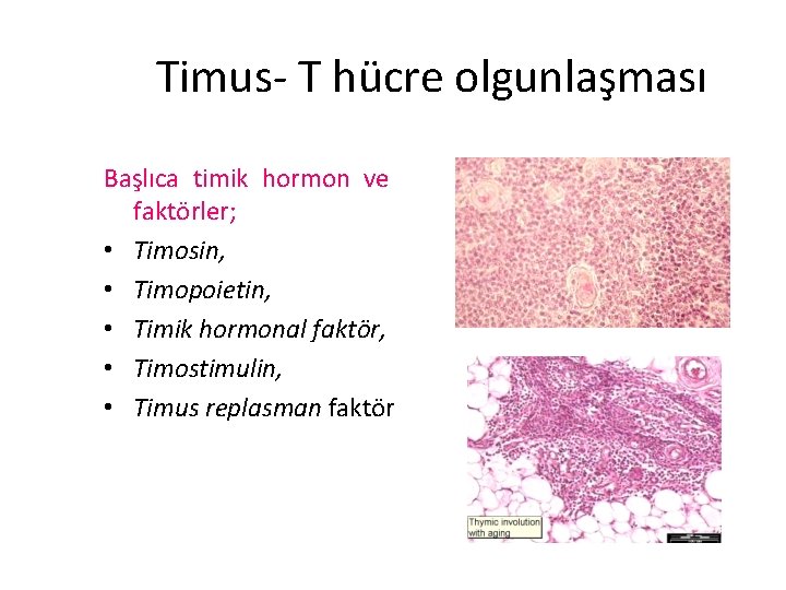 Timus- T hücre olgunlaşması Başlıca timik hormon ve faktörler; • Timosin, • Timopoietin, •