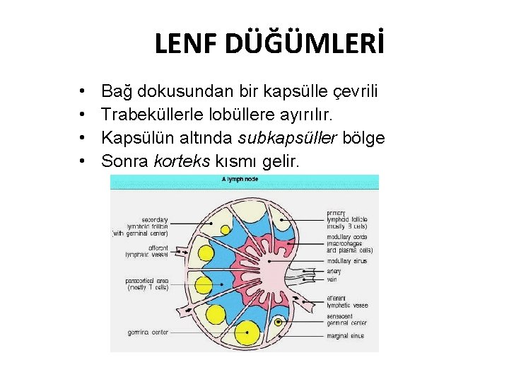 LENF DÜĞÜMLERİ • • Bağ dokusundan bir kapsülle çevrili Trabeküllerle lobüllere ayırılır. Kapsülün altında