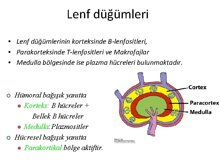 Lenf düğümleri • Lenf düğümlerinin korteksinde B-lenfositleri, • Parakorteksinde T-lenfositleri ve Makrofajlar • Medulla