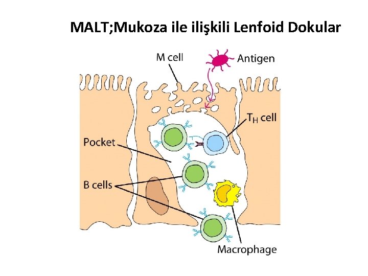 MALT; Mukoza ile ilişkili Lenfoid Dokular 
