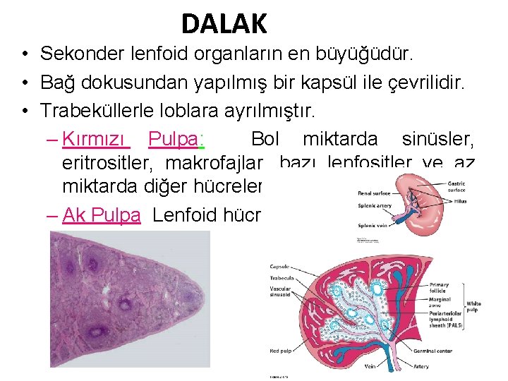 DALAK • Sekonder lenfoid organların en büyüğüdür. • Bağ dokusundan yapılmış bir kapsül ile