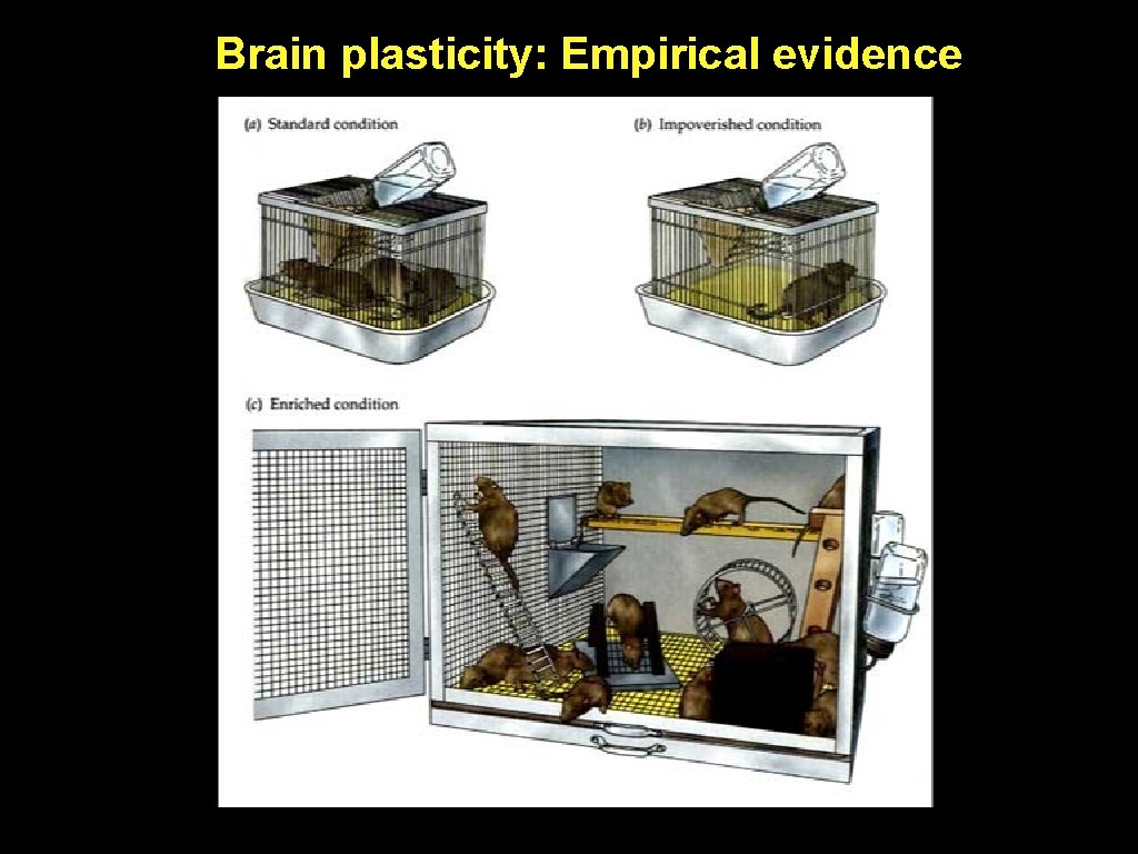 Brain plasticity: Empirical evidence 