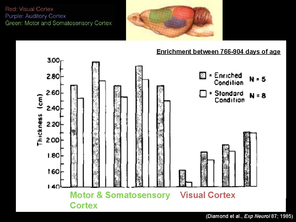 Enrichment between 766 -904 days of age Motor & Somatosensory Cortex Visual Cortex (Diamond