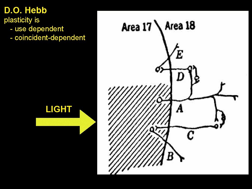 D. O. Hebb plasticity is - use dependent - coincident-dependent LIGHT 