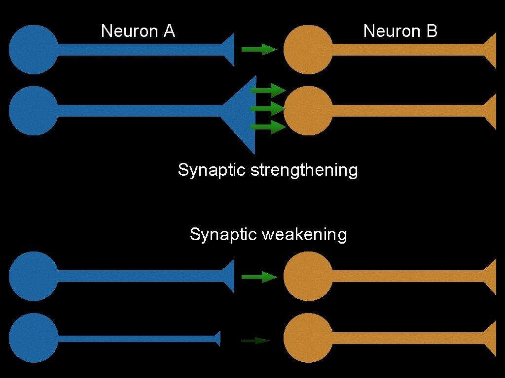 Neuron A Neuron B Synaptic strengthening Synaptic weakening 