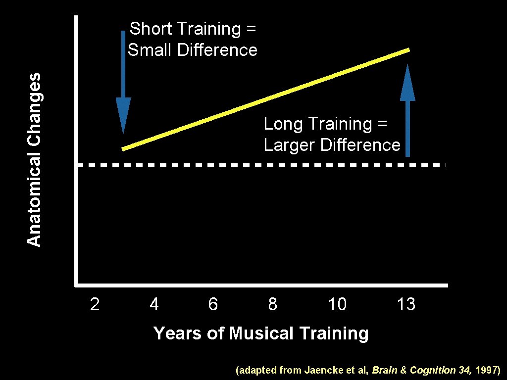Anatomical Changes Short Training = Small Difference Long Training = Larger Difference 2 4