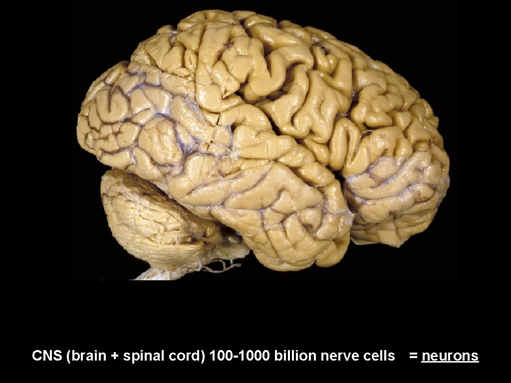 CNS (brain + spinal cord) 100 -1000 billion nerve cells = neurons 