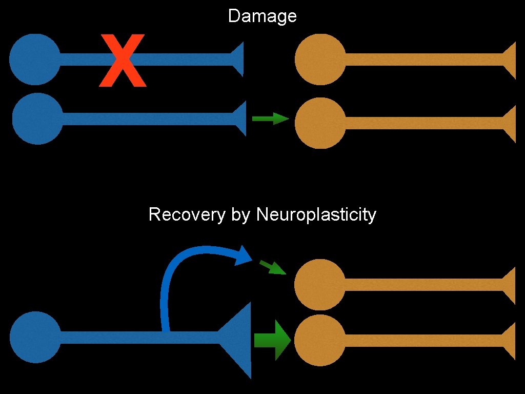 X Damage Recovery by Neuroplasticity 