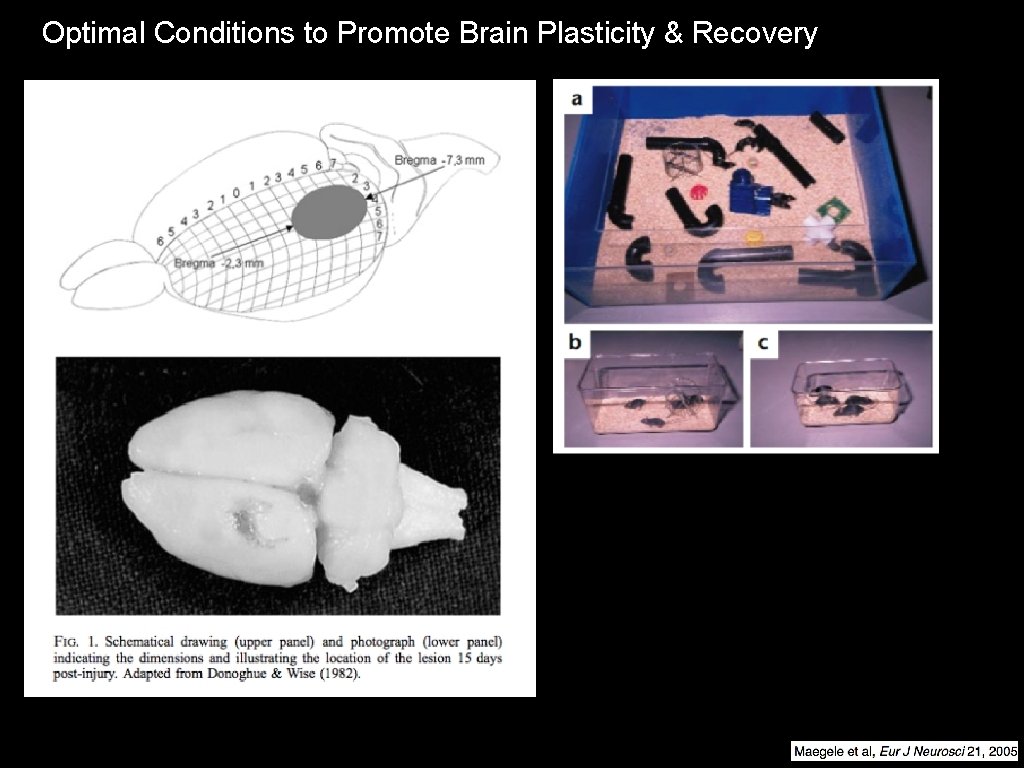 Optimal Conditions to Promote Brain Plasticity & Recovery 