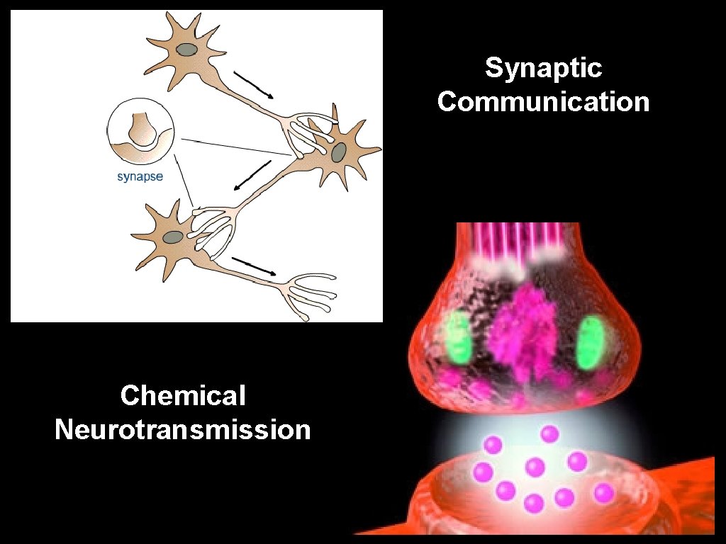 Synaptic Communication Chemical Neurotransmission 