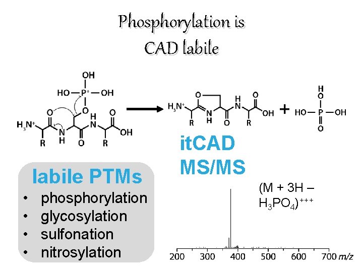 Phosphorylation is CAD labile PTMs • • phosphorylation glycosylation sulfonation nitrosylation it. CAD MS/MS