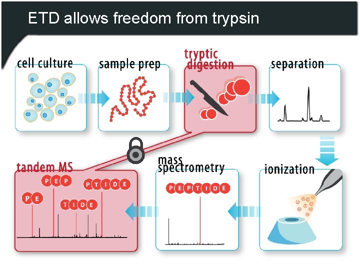 ETD allows freedom from trypsin 