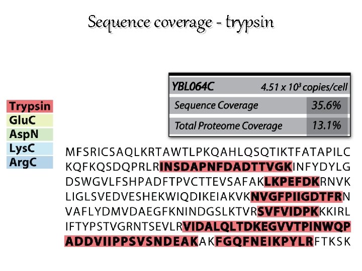 Sequence coverage - trypsin 