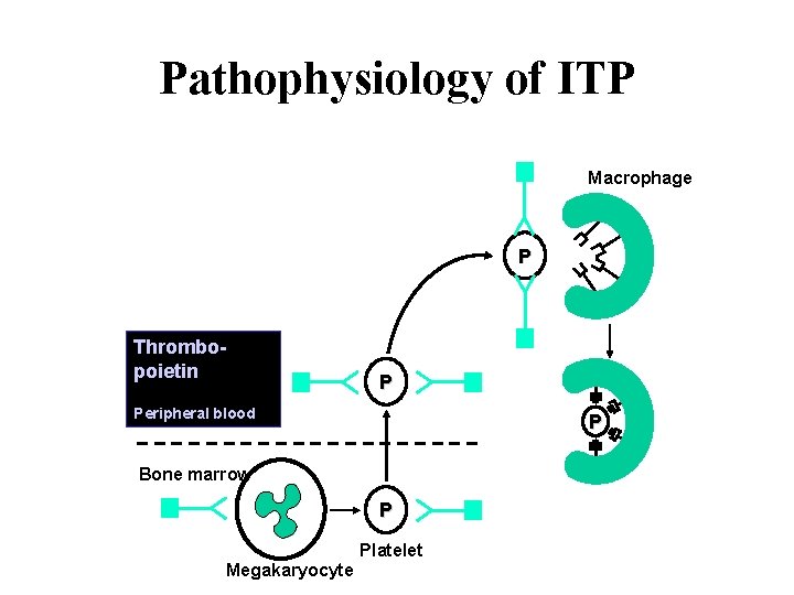 Pathophysiology of ITP Macrophage P Thrombopoietin P Peripheral blood P Bone marrow P Platelet